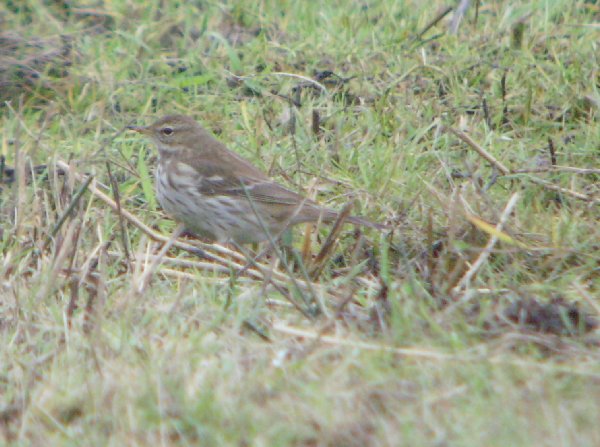 Water Pipit