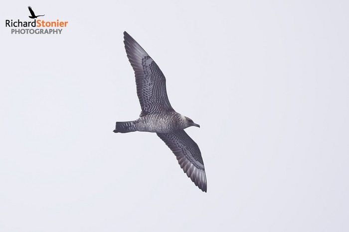 Pomarine Skua