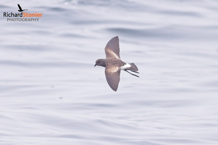 Wilson's Petrel