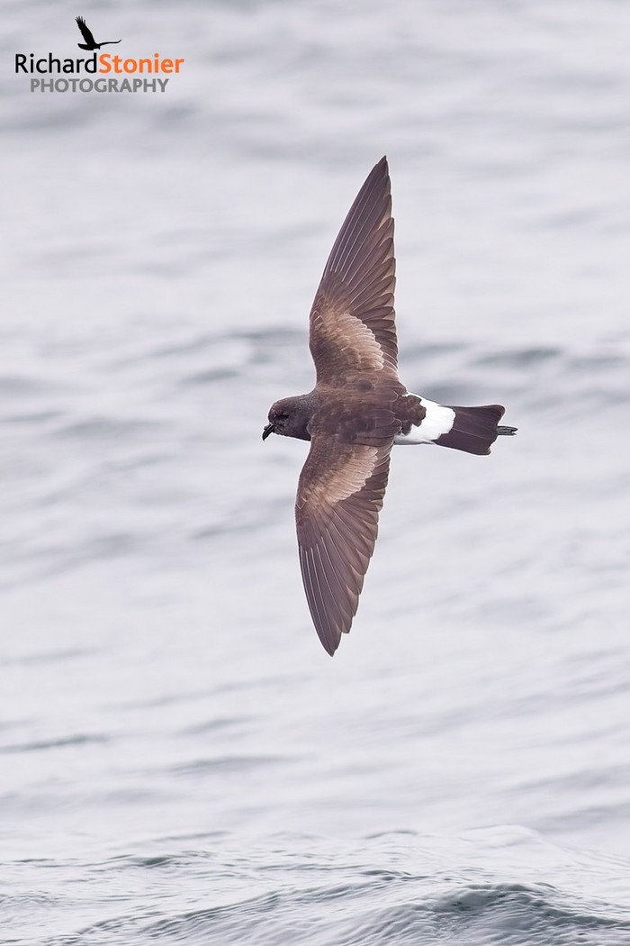 Wilson's Petrel