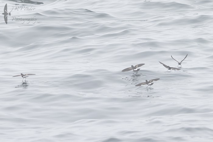 Wilson's Petrel
