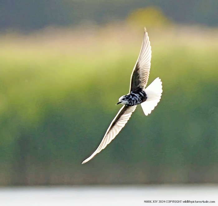 White-winged Black Tern