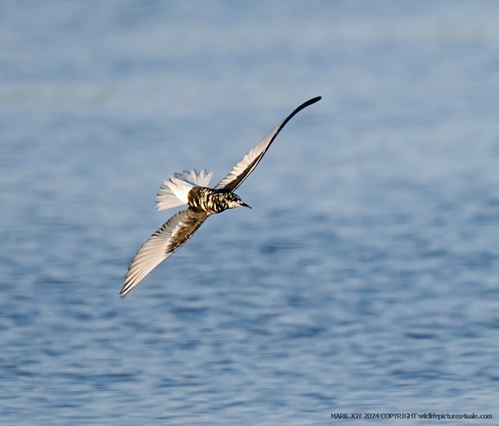 White-winged Black Tern
