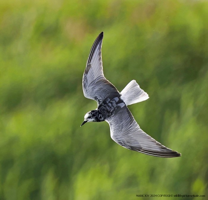 White-winged Black Tern