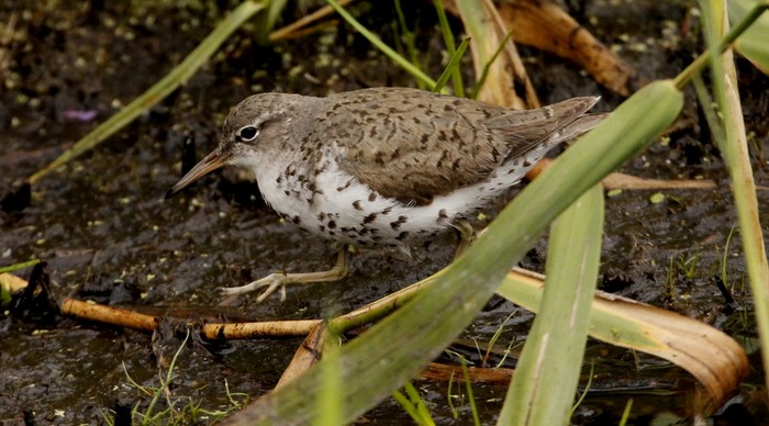 Spotted Sandpiper