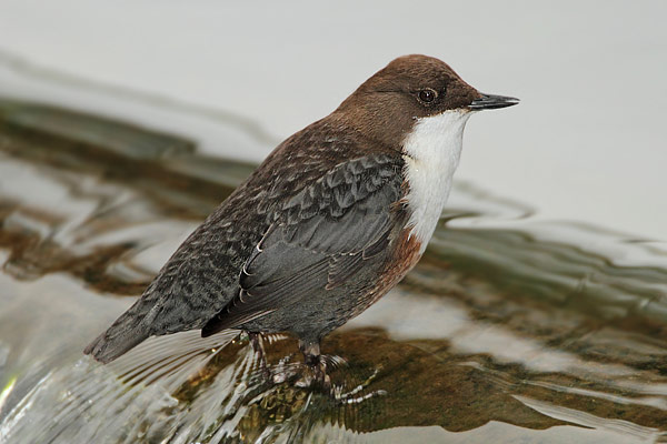 Dipper