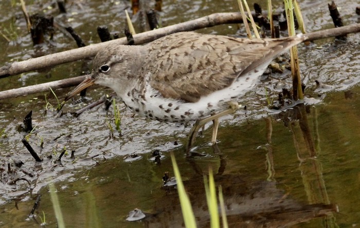 Spotted Sandpiper