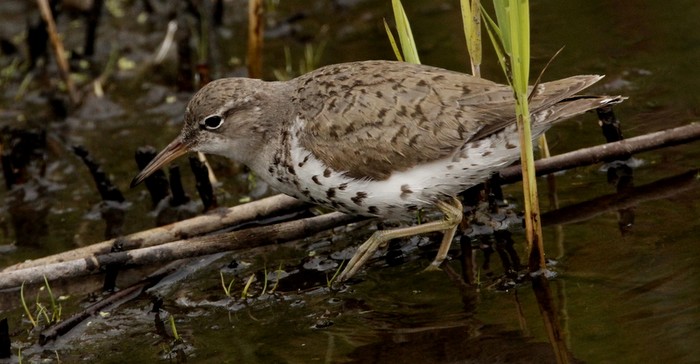 Spotted Sandpiper