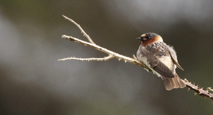 Cliff Swallow