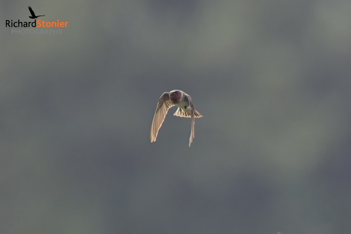 Cliff Swallow