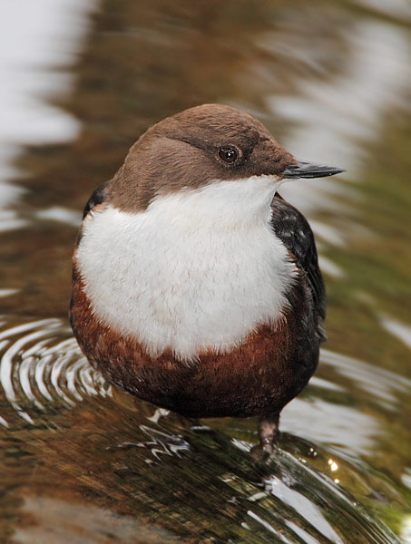 Dipper