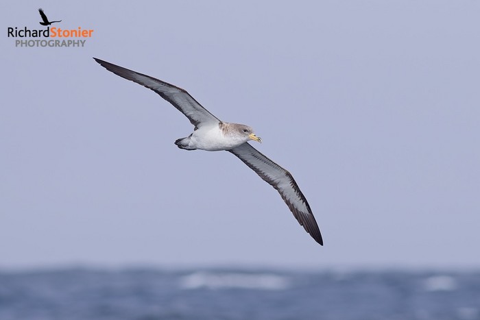 Cory's Shearwater