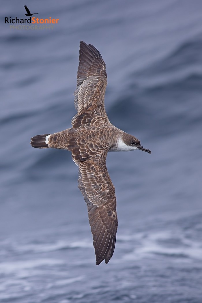 Great Shearwater