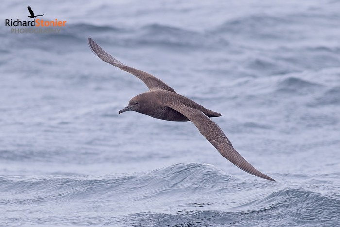 Sooty Shearwater