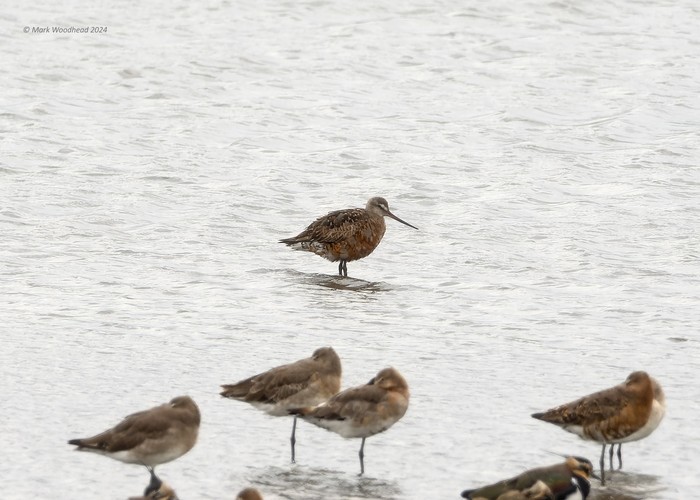 Hudsonian Godwit