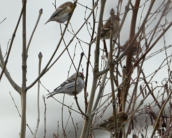 Coues's Arctic Redpoll
