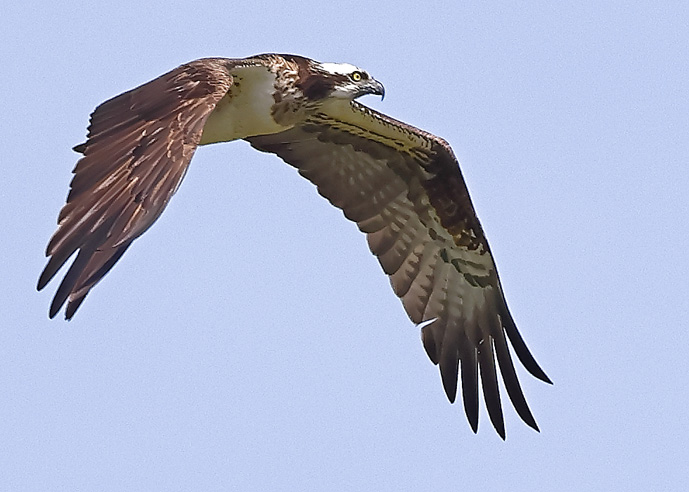 Osprey