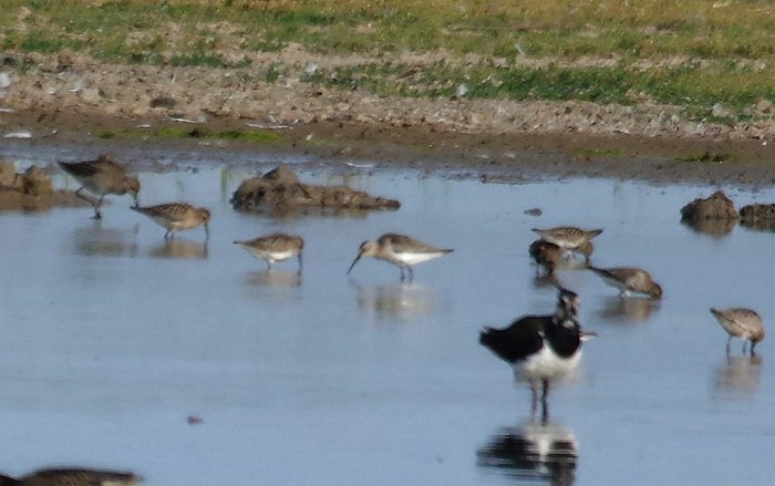 Curlew Sandpiper