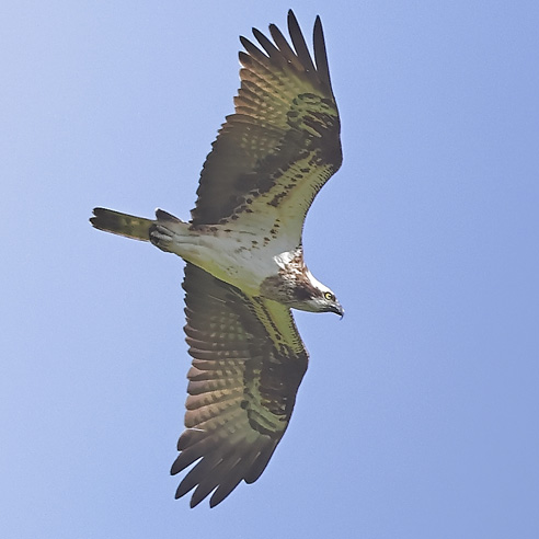 Osprey