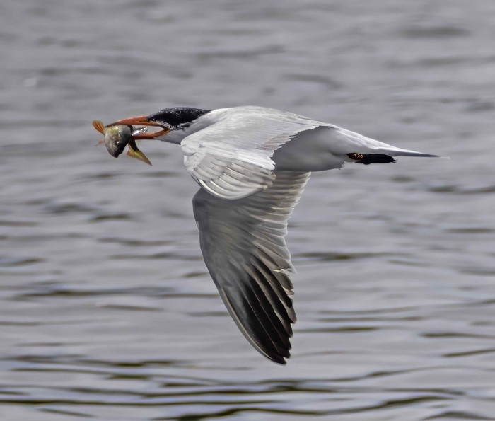 Caspian Tern