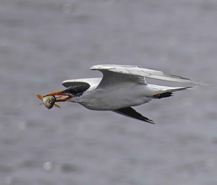 Caspian Tern