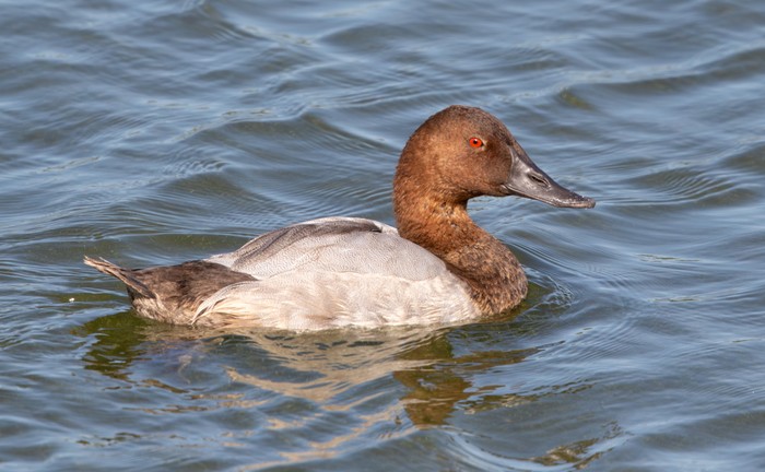 Canvasback