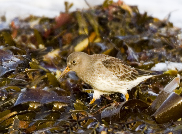 Purple Sandpiper