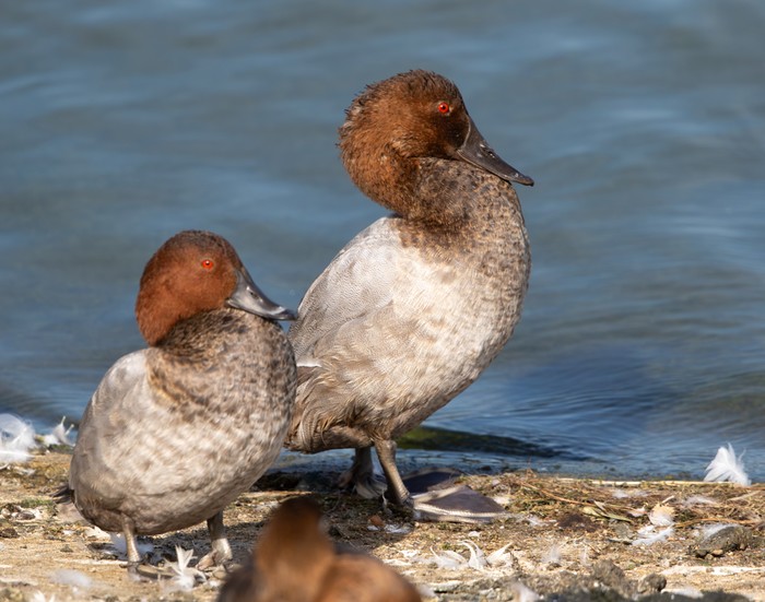 Canvasback