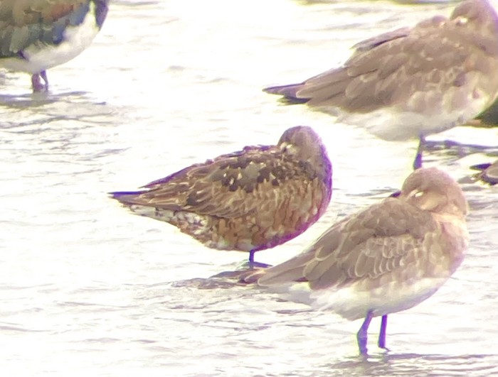 Hudsonian Godwit