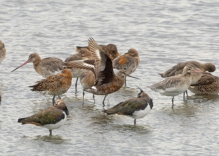 Hudsonian Godwit