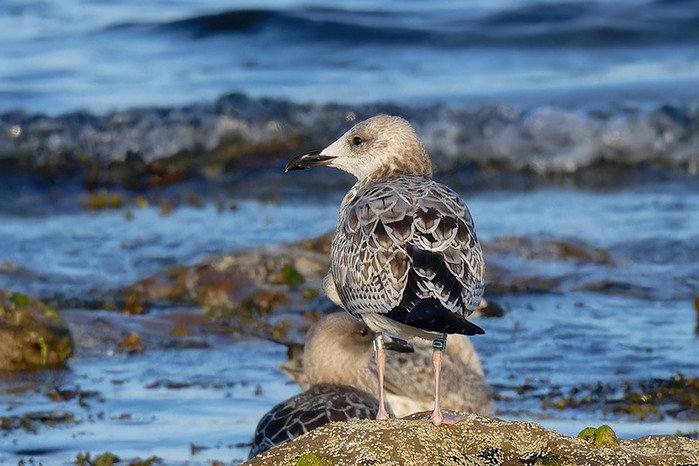 Caspian Gull