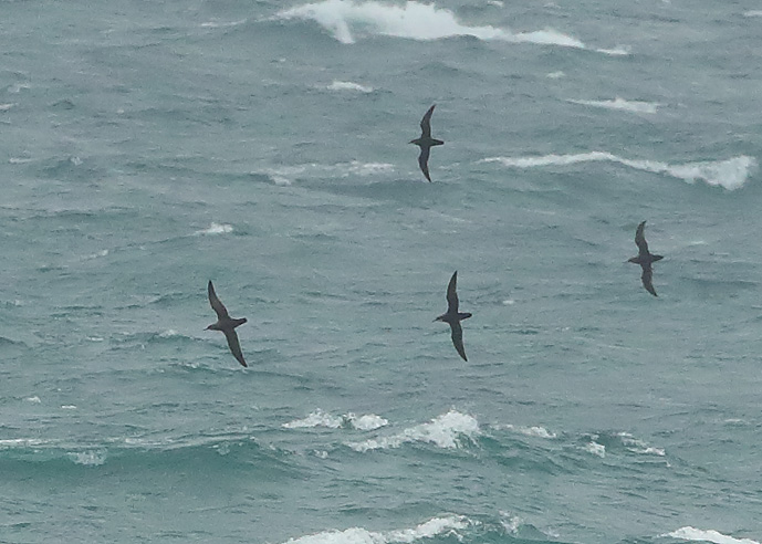 Manx Shearwater