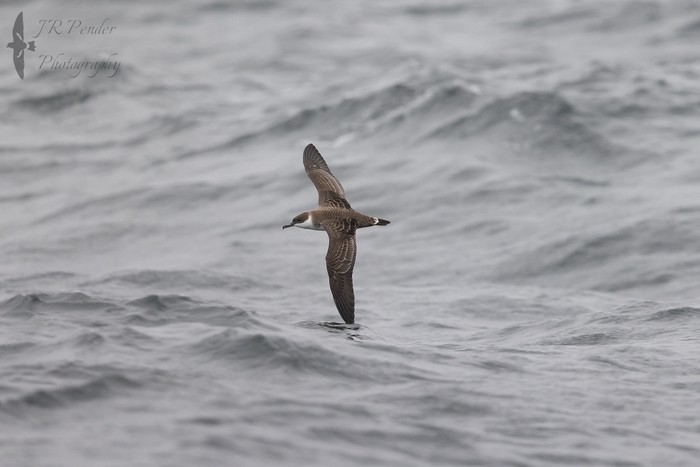 Great Shearwater