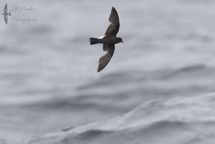 Wilson's Petrel