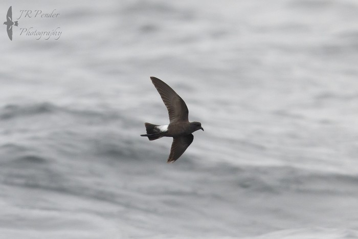 Wilson's Petrel