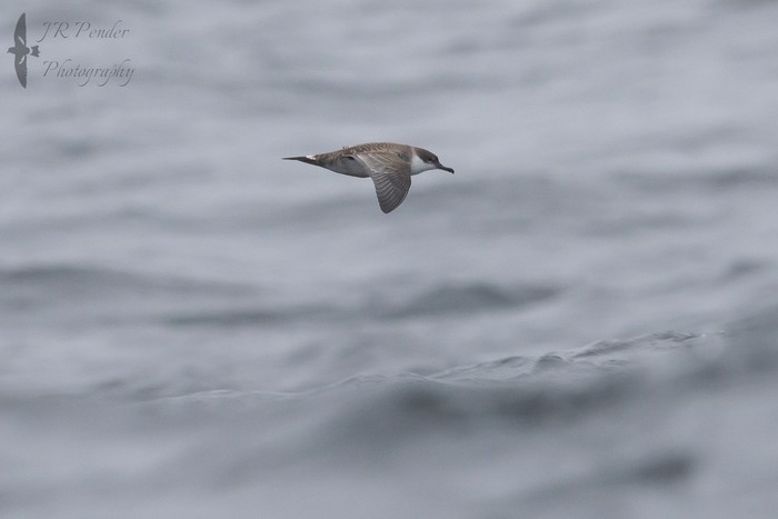 Great Shearwater