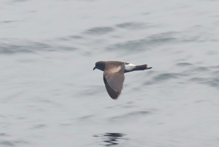 Wilson's Petrel