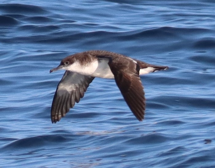 Manx Shearwater