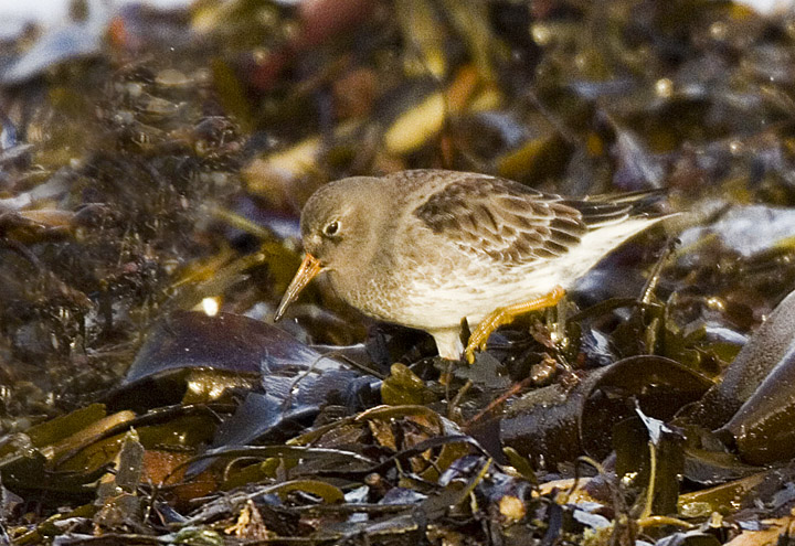 Purple Sandpiper
