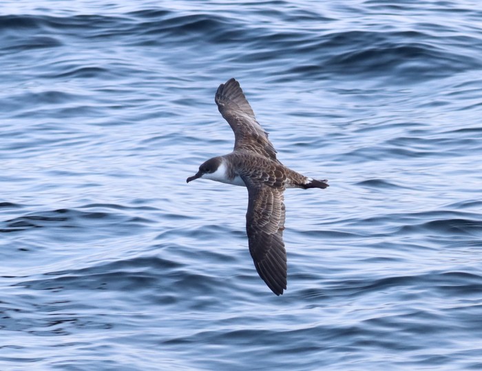 Great Shearwater