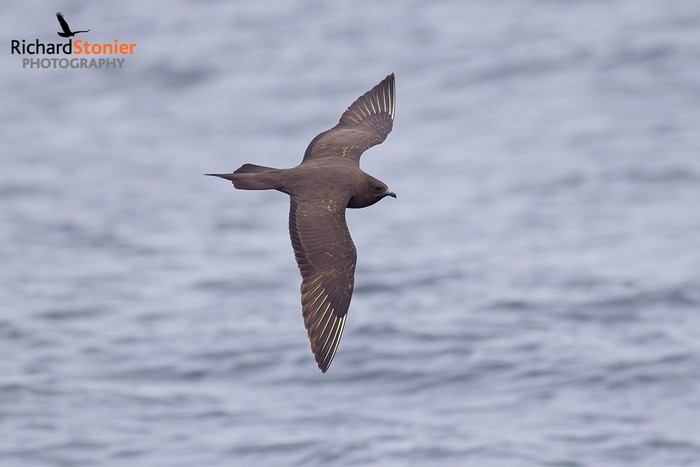Arctic Skua