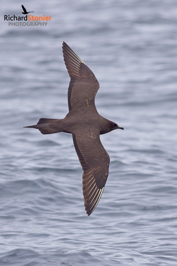 Arctic Skua