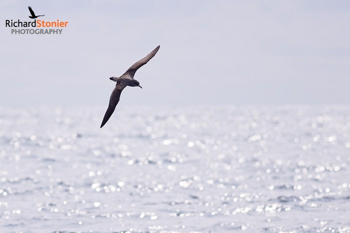 Cory's Shearwater