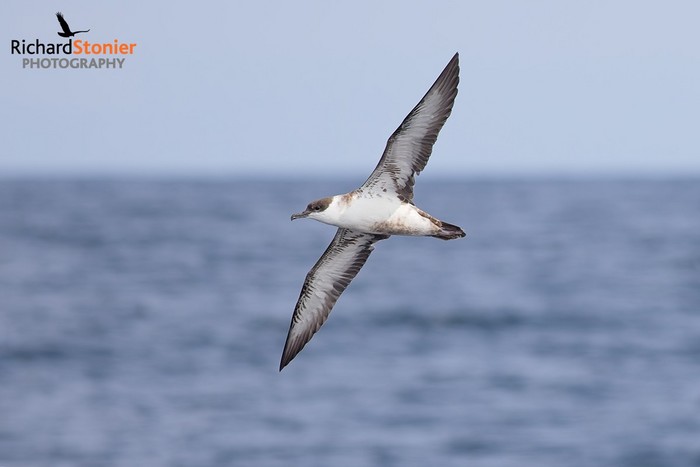 Great Shearwater