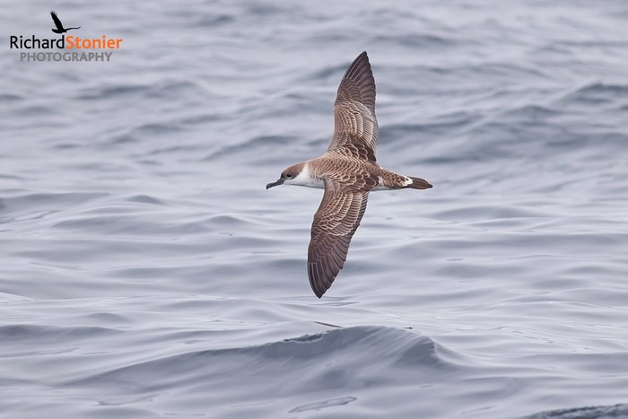 Great Shearwater