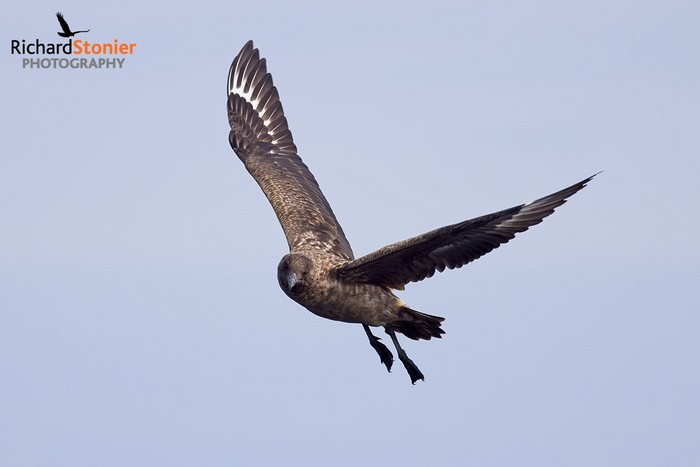 Great Skua