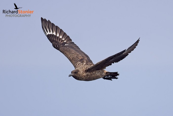 Great Skua