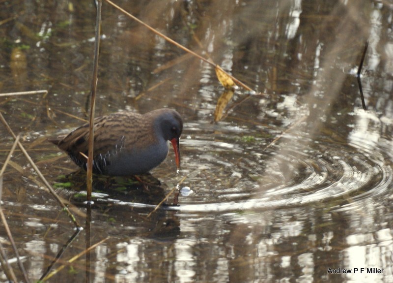Water Rail