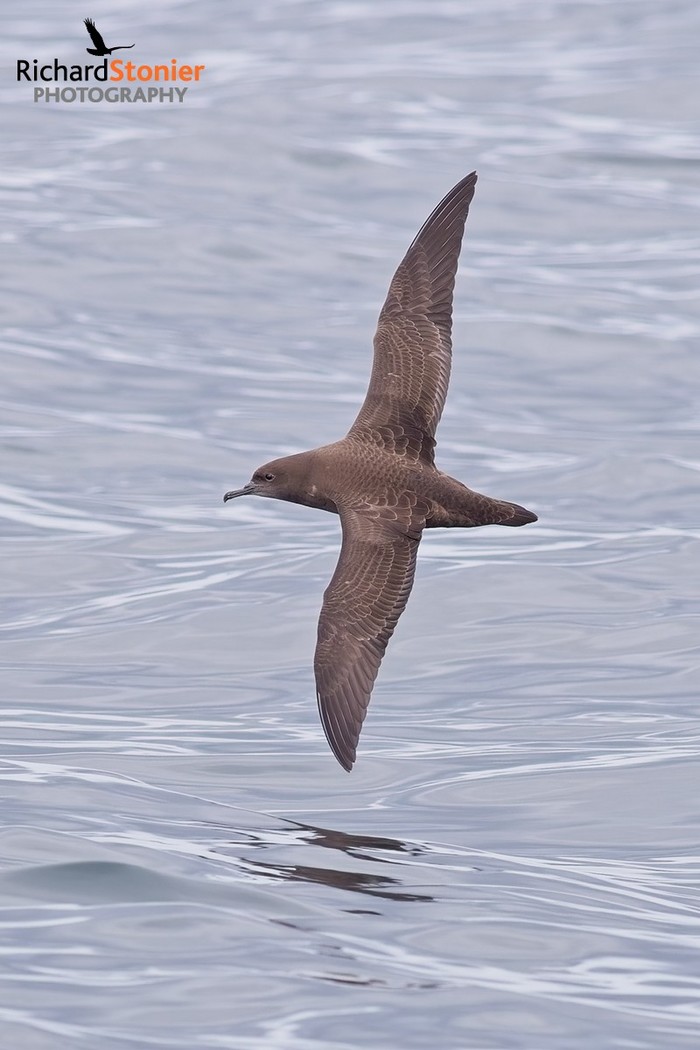 Sooty Shearwater