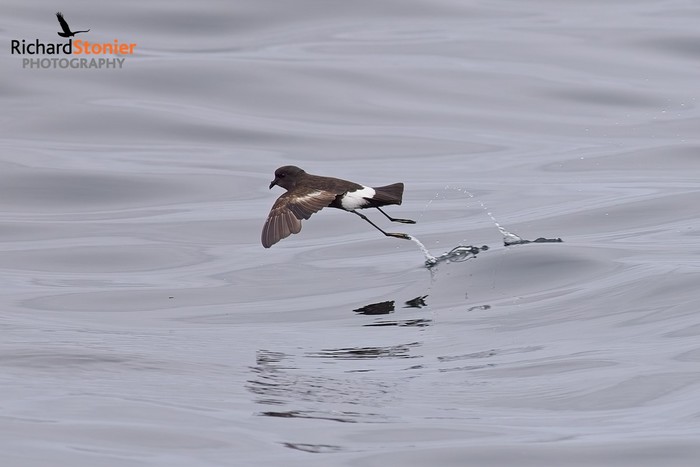 Wilson's Petrel